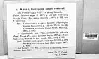 Fenestella vestita image